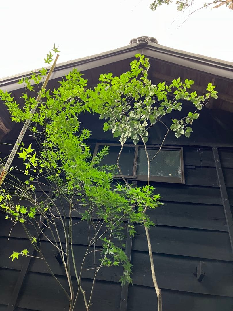 山採り　アオダモ　イロハモミジ　混合株