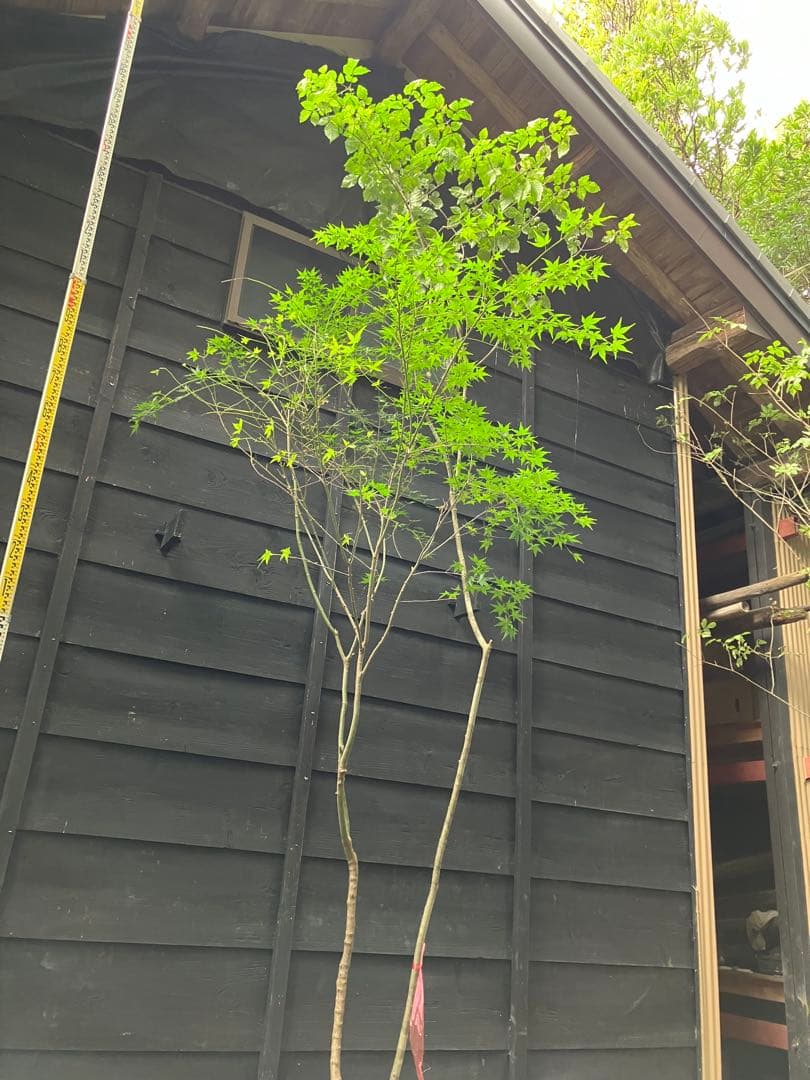 山採り　アオダモ　イロハモミジ　混合株