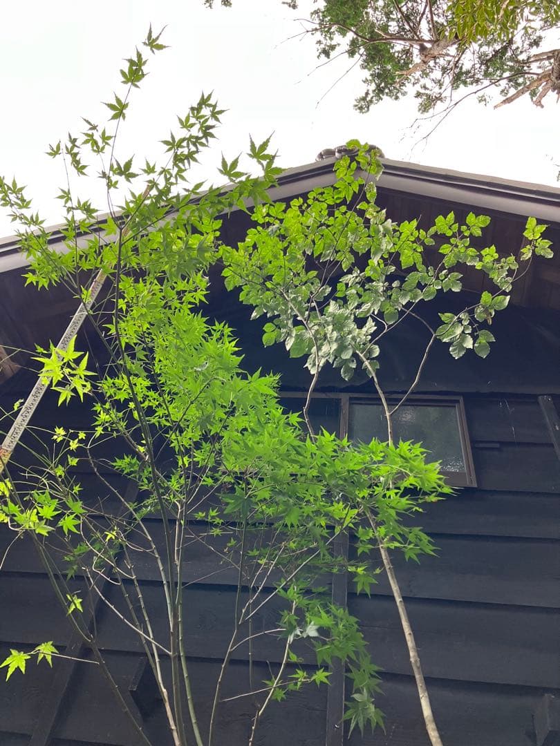 山採り　アオダモ　イロハモミジ　混合株