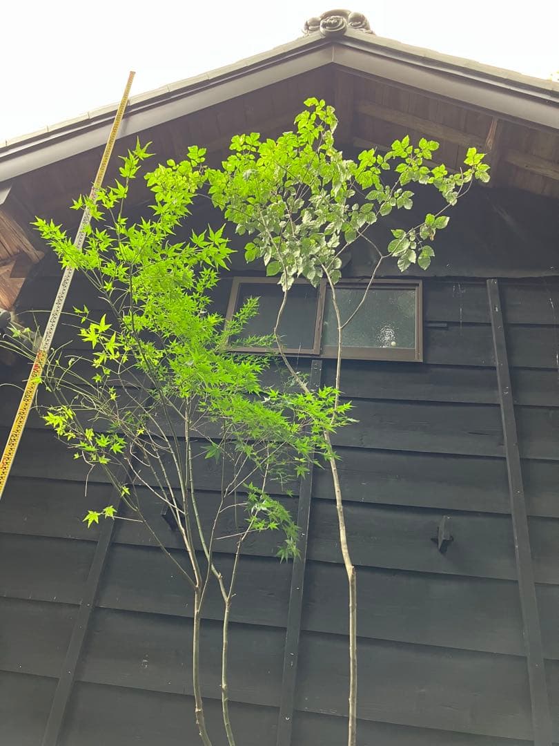 山採り　アオダモ　イロハモミジ　混合株