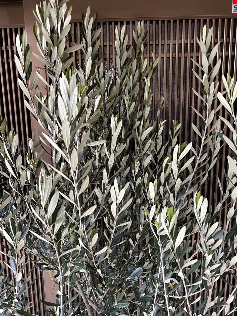 逸品　オリーブの木　シプレシーノ 高さ約1.85m 鉢底