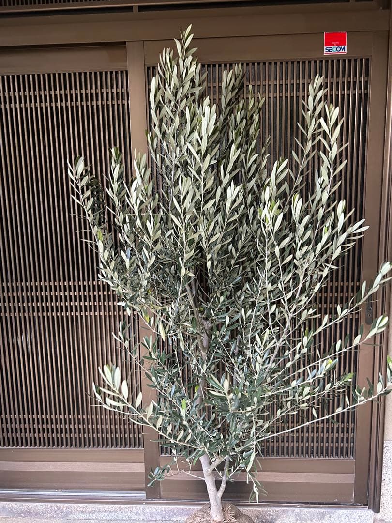 逸品　オリーブの木　シプレシーノ 高さ約1.85m 鉢底