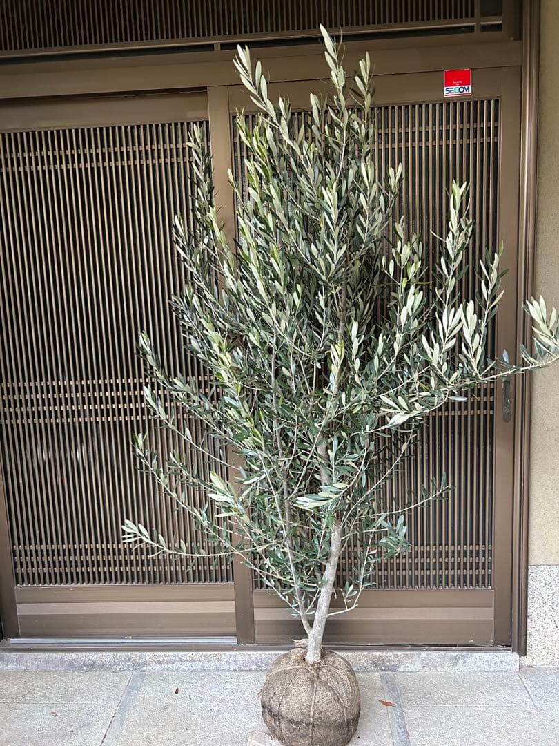 逸品　オリーブの木　シプレシーノ 高さ約1.85m 鉢底