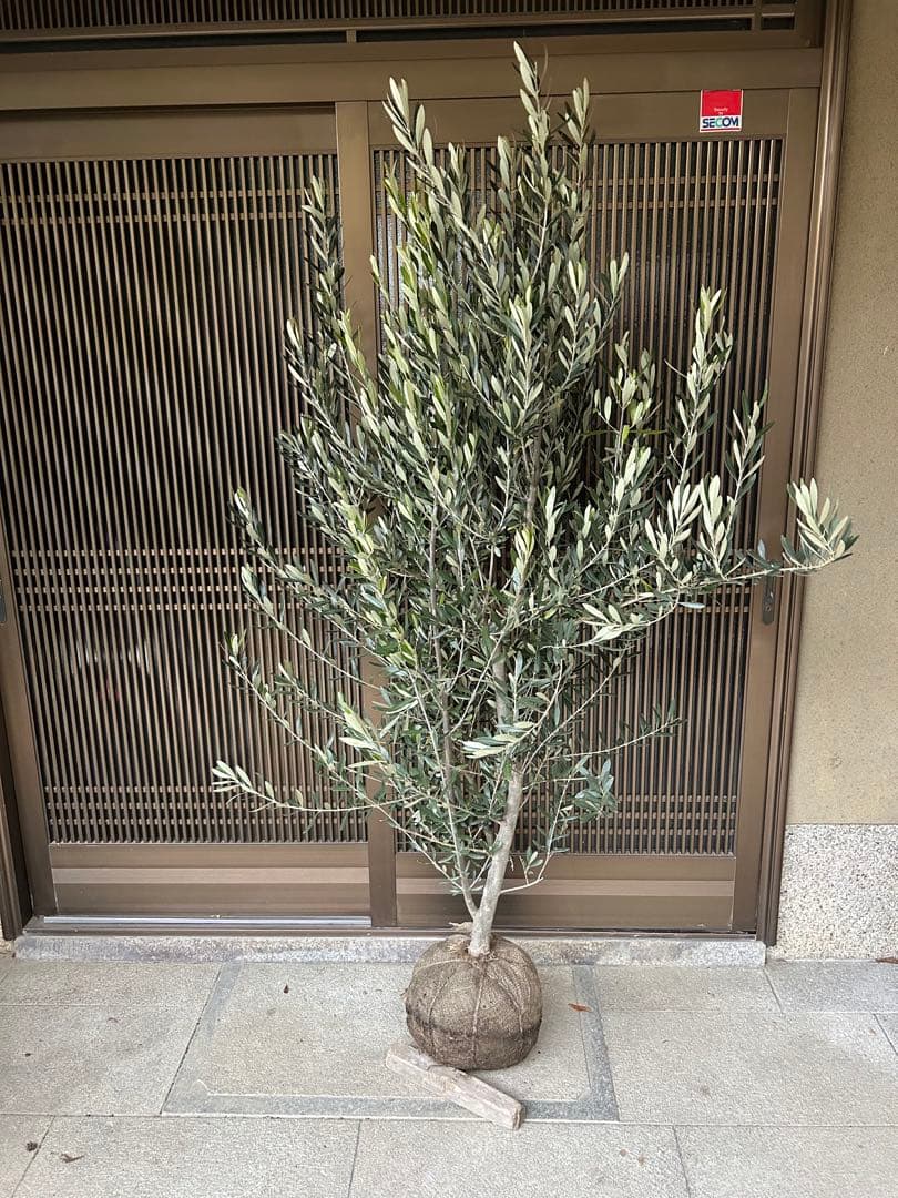 逸品　オリーブの木　シプレシーノ 高さ約1.85m 鉢底
