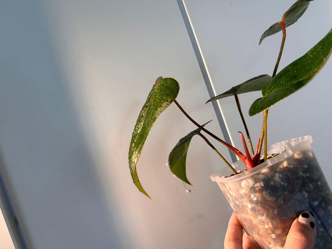 アンスリウム　ドリトー　DORITO