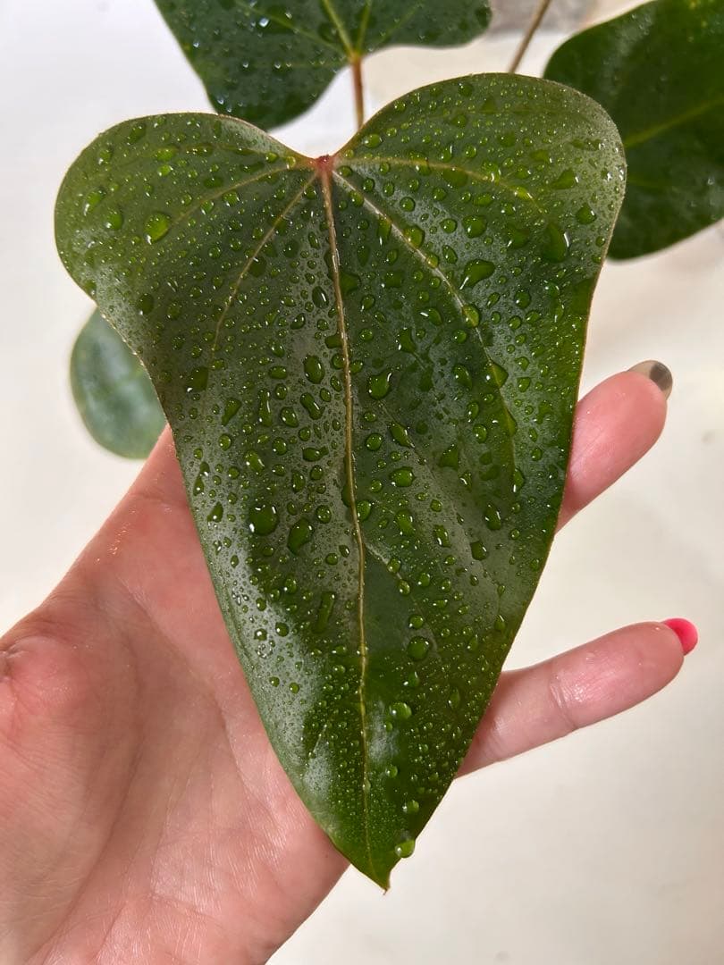 アンスリウム　ドリトー　DORITO