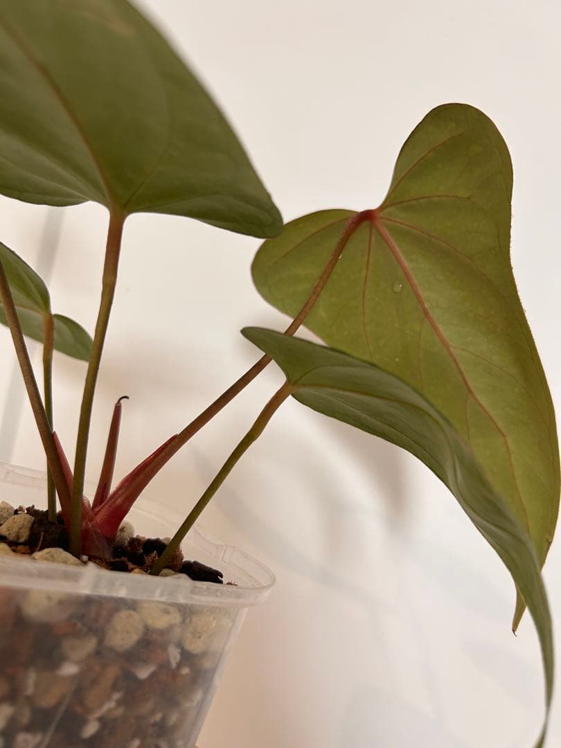 アンスリウム　ドリトー　DORITO