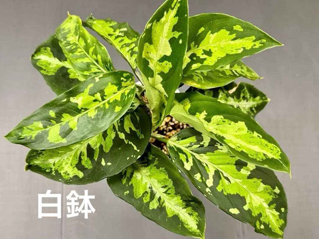 アグラオネマピクタムトリカラー 白黒親株二鉢！ 超お買い得！鉢毎発送