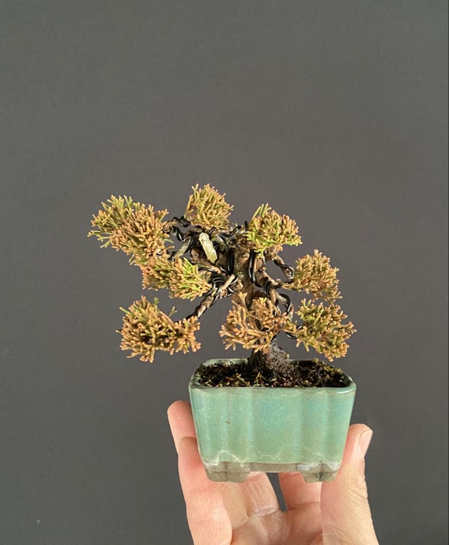 白木盆栽園　ミニ盆栽　糸魚川真柏　樹高9センチ　盆栽黒松赤松五葉松真柏観葉植物2
