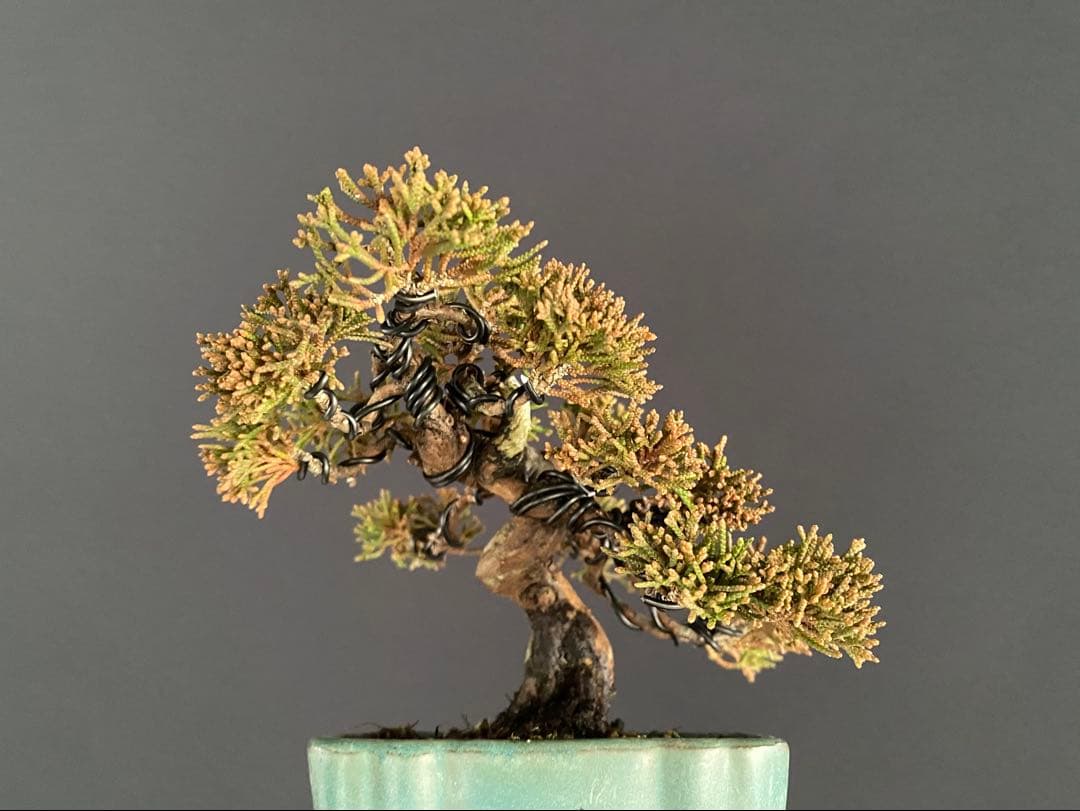 白木盆栽園　ミニ盆栽　糸魚川真柏　樹高9センチ　盆栽黒松赤松五葉松真柏観葉植物2