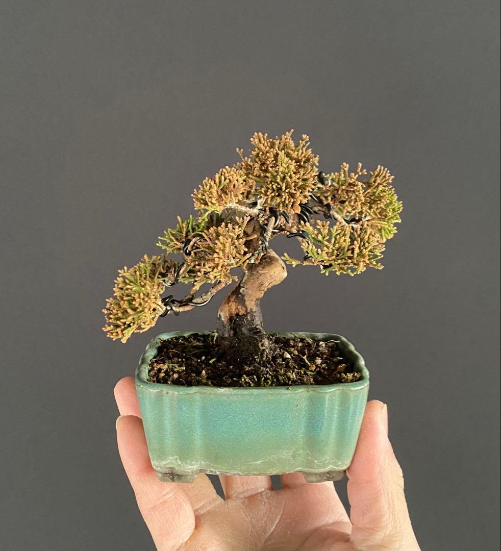 白木盆栽園　ミニ盆栽　糸魚川真柏　樹高9センチ　盆栽黒松赤松五葉松真柏観葉植物2