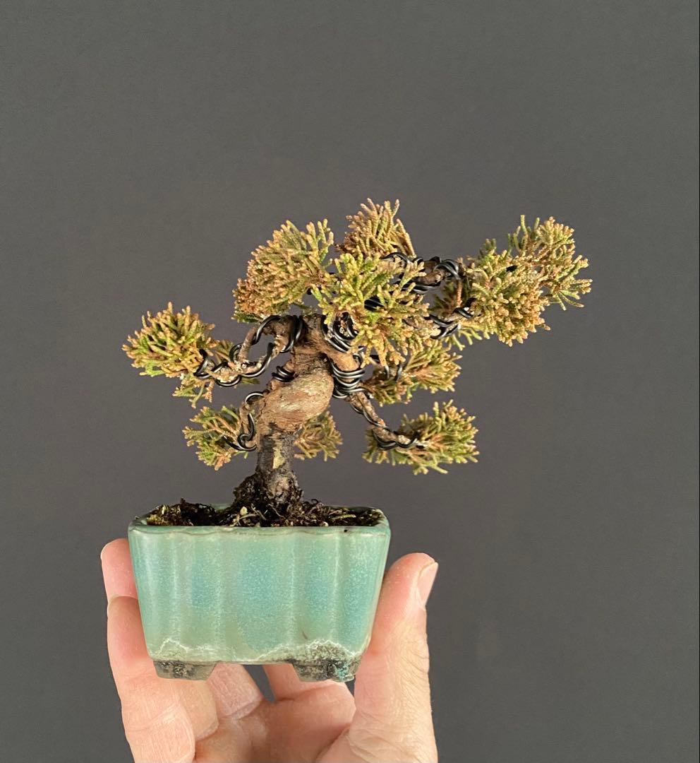 白木盆栽園　ミニ盆栽　糸魚川真柏　樹高9センチ　盆栽黒松赤松五葉松真柏観葉植物2