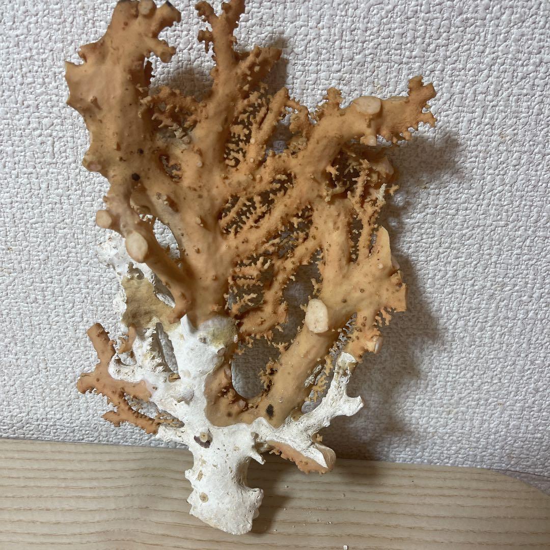 珊瑚ピンク色 天然珊瑚樹567g
