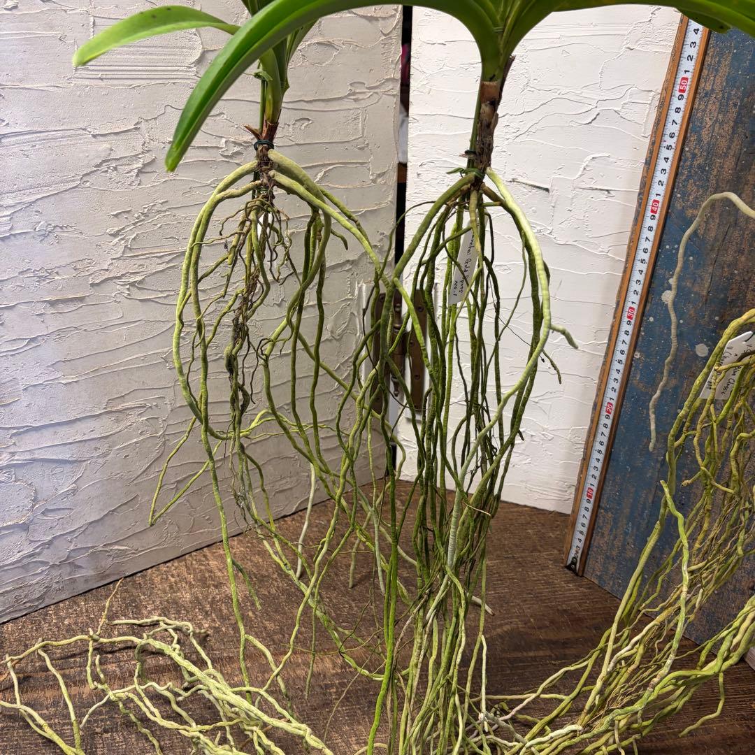 【特選】　洋蘭　バンダ　4種4株 サンチャイゴールドスポット