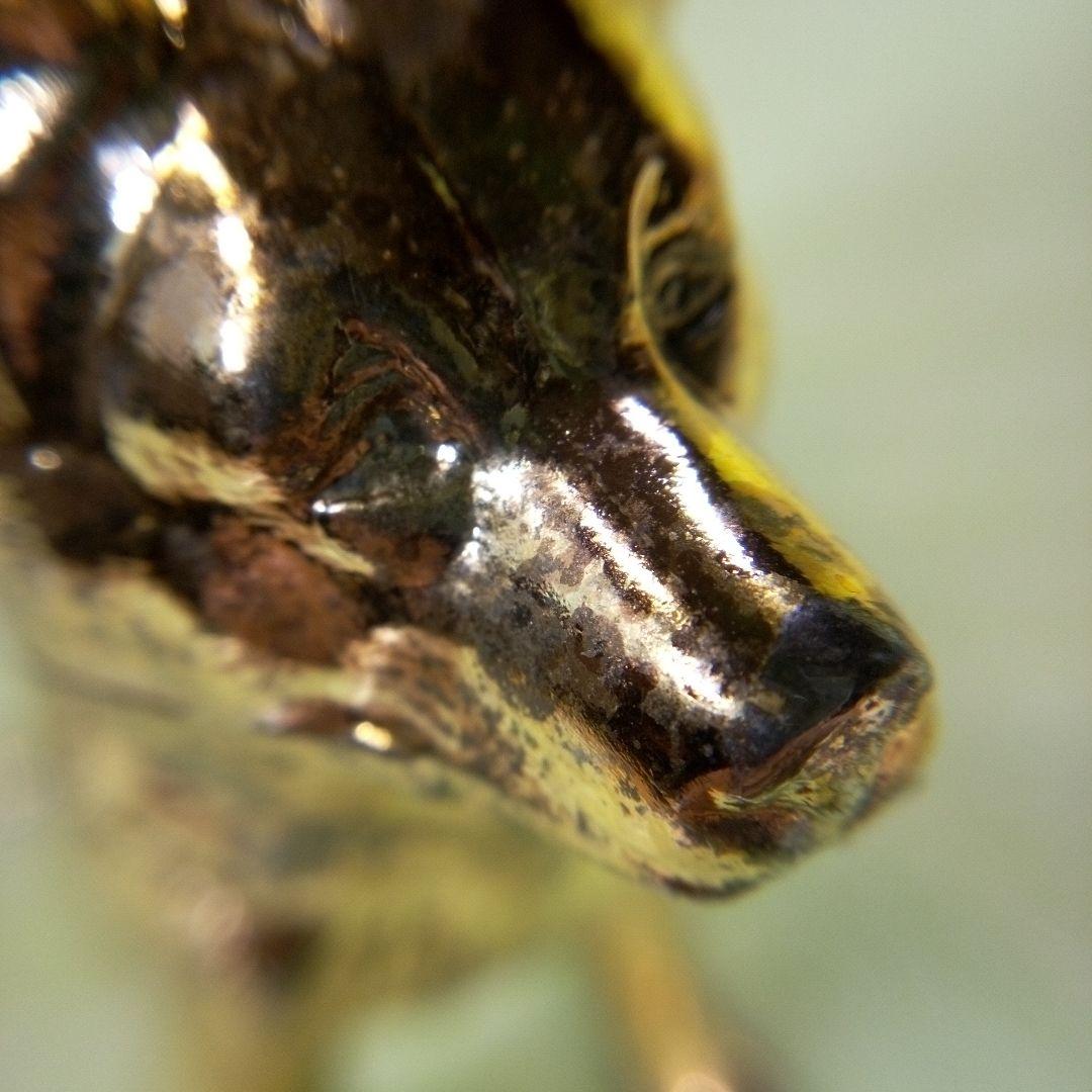 柴犬？ 犬の置物 金色 ゴールド GOLD 金ピカ フィギュア オブジェ