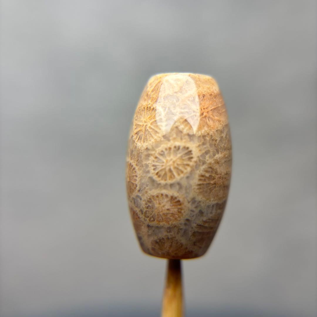 あずきちゃんフォッシルコーラル　天珠　1-299