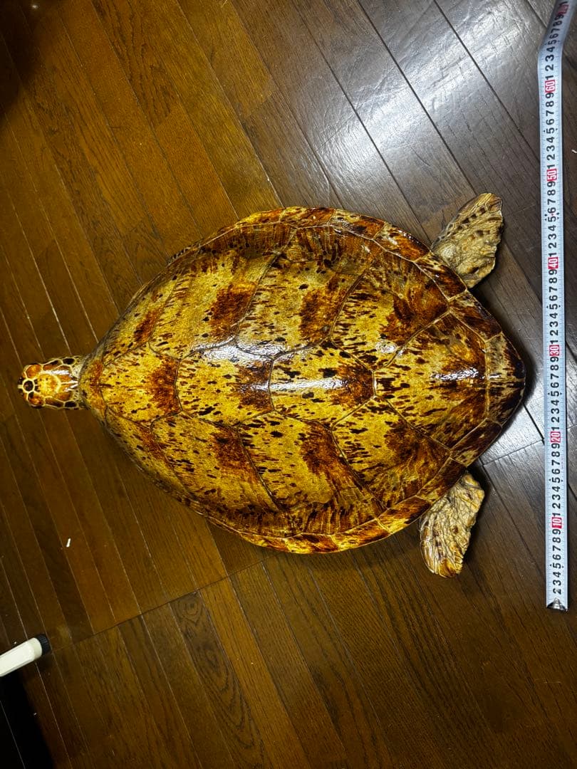 亀の剥製