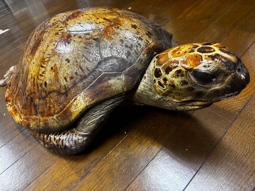 亀の剥製