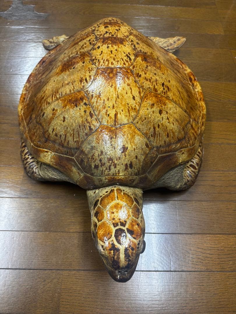 亀の剥製
