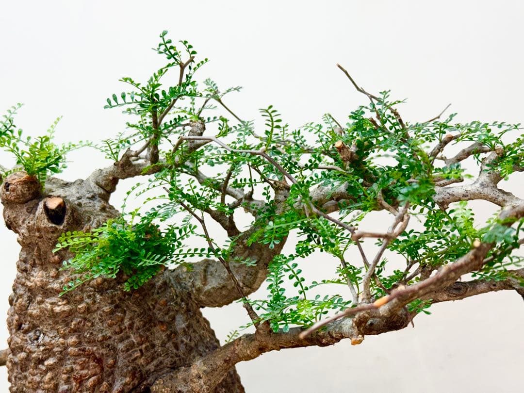 【スペシャルコレクション株式】オペルクリカリア　パキプス【小石原焼】【発根済】