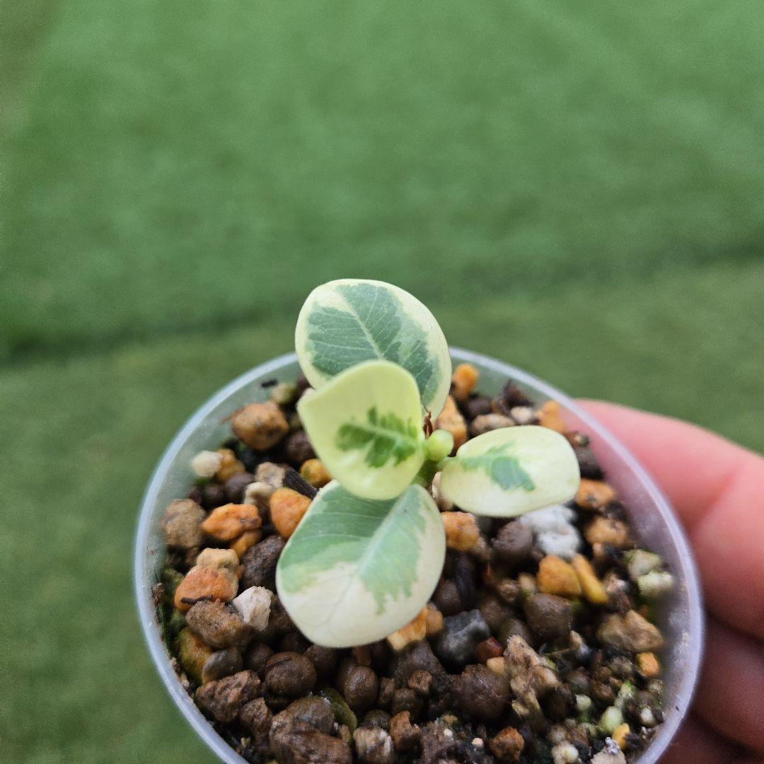 激レア フィカス パンダガジュマル 斑入り 希少 レア 観葉植物 白