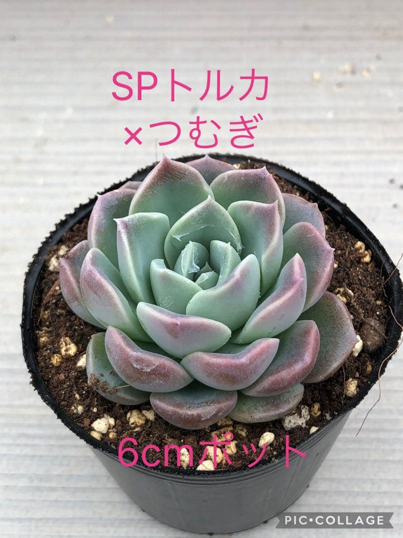 多肉植物 miyaさん苗♡抜き苗セット(メルカリ便) - メルカリ