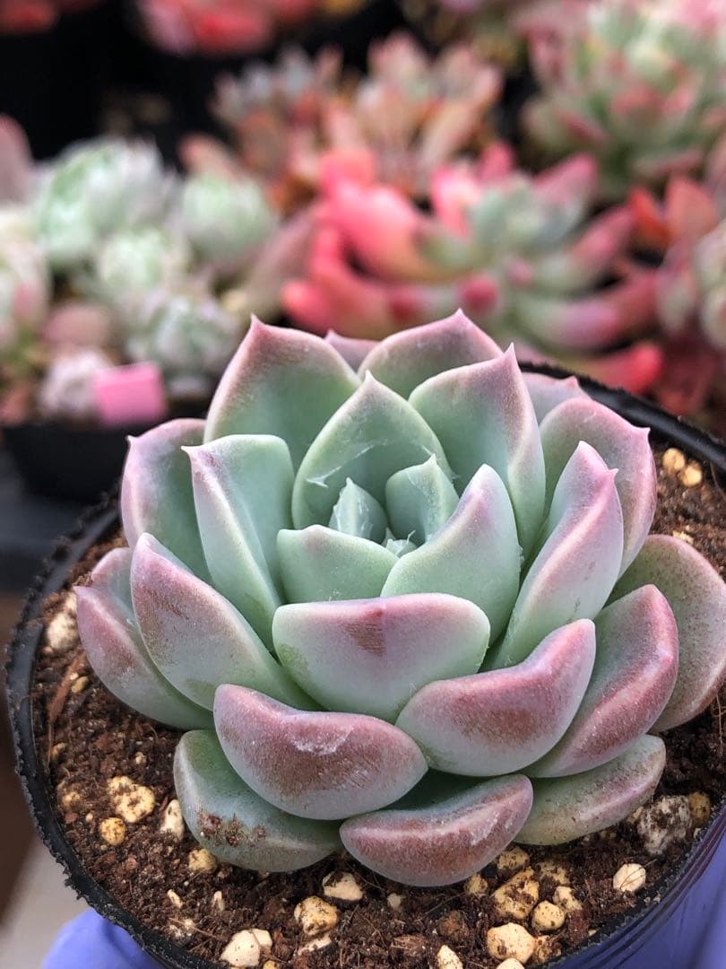 多肉植物 miyaさん苗♡抜き苗セット(メルカリ便) - メルカリ