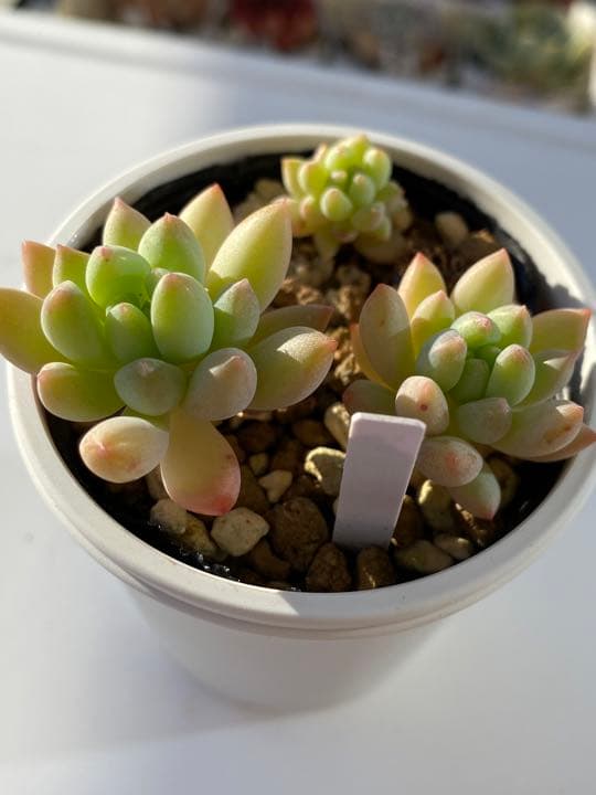 多肉植物　コロラータxベニーフィンガー　抜き苗