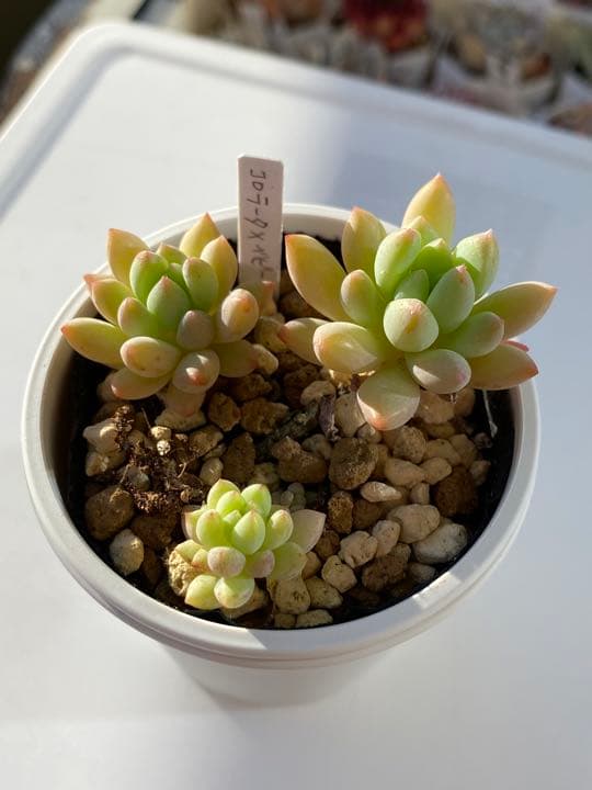 多肉植物　コロラータxベニーフィンガー　抜き苗