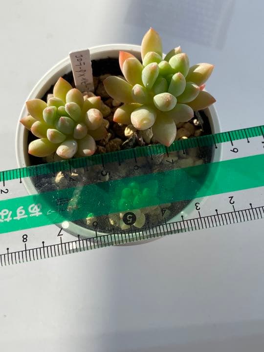多肉植物　コロラータxベニーフィンガー　抜き苗
