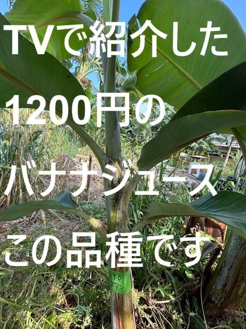 篠塚昭男様、専用出品◆５苗セット＝ヌアンジュンバナナ、100㎝同時梱包。