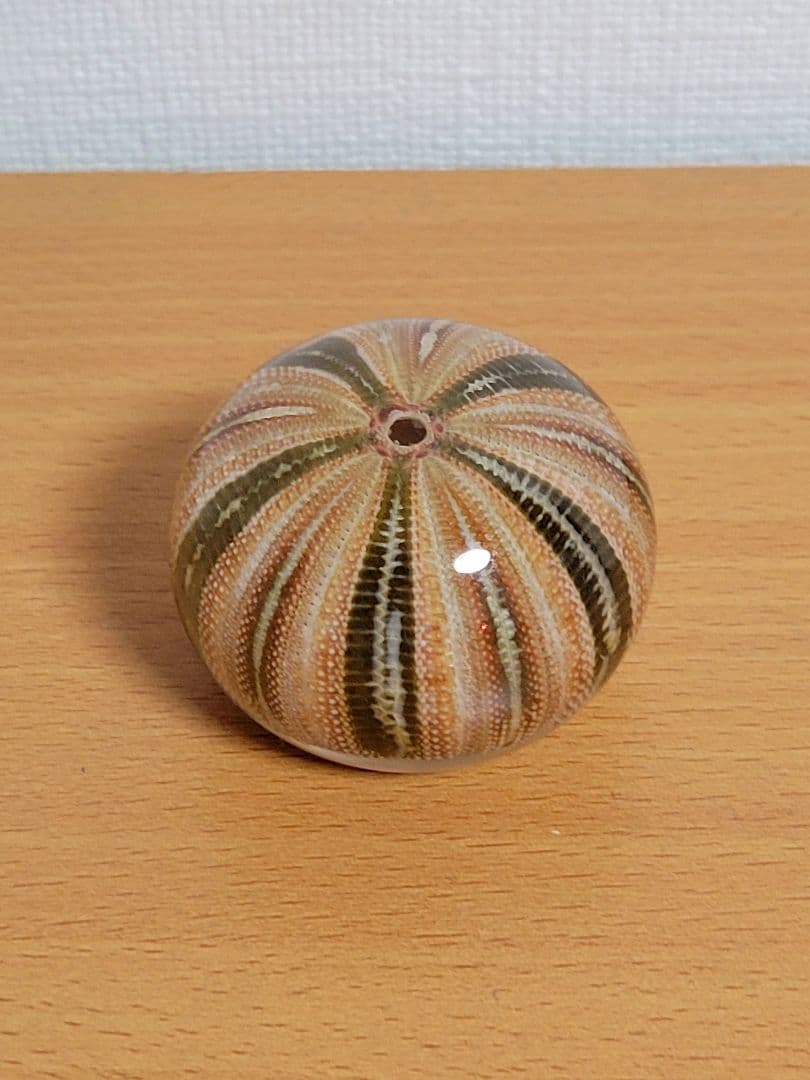 ウサギノネドコ　標本　コシダカウニ　ホオズキ　タンポポ　カラマツ　フウセンカズラ