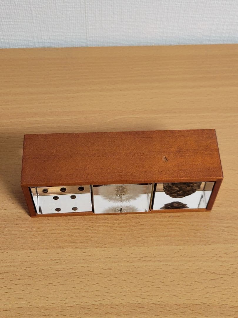 ウサギノネドコ　標本　コシダカウニ　ホオズキ　タンポポ　カラマツ　フウセンカズラ