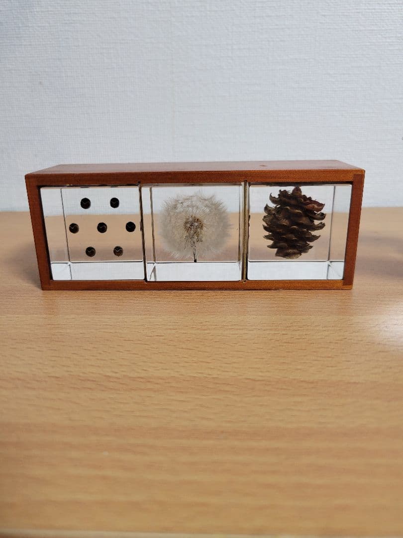 ウサギノネドコ　標本　コシダカウニ　ホオズキ　タンポポ　カラマツ　フウセンカズラ