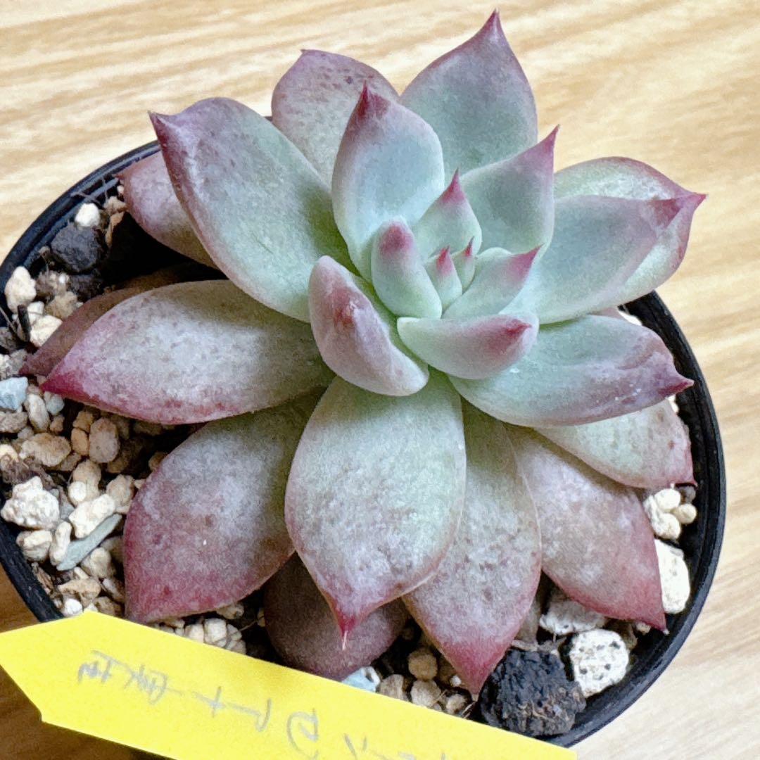 札付き✨中里リンゼアナ・土を減らしてそのまま発送