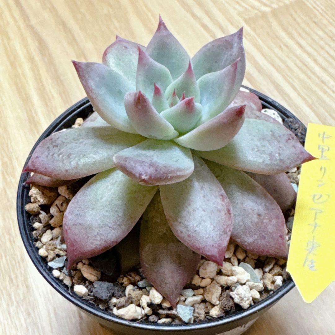 札付き✨中里リンゼアナ・土を減らしてそのまま発送