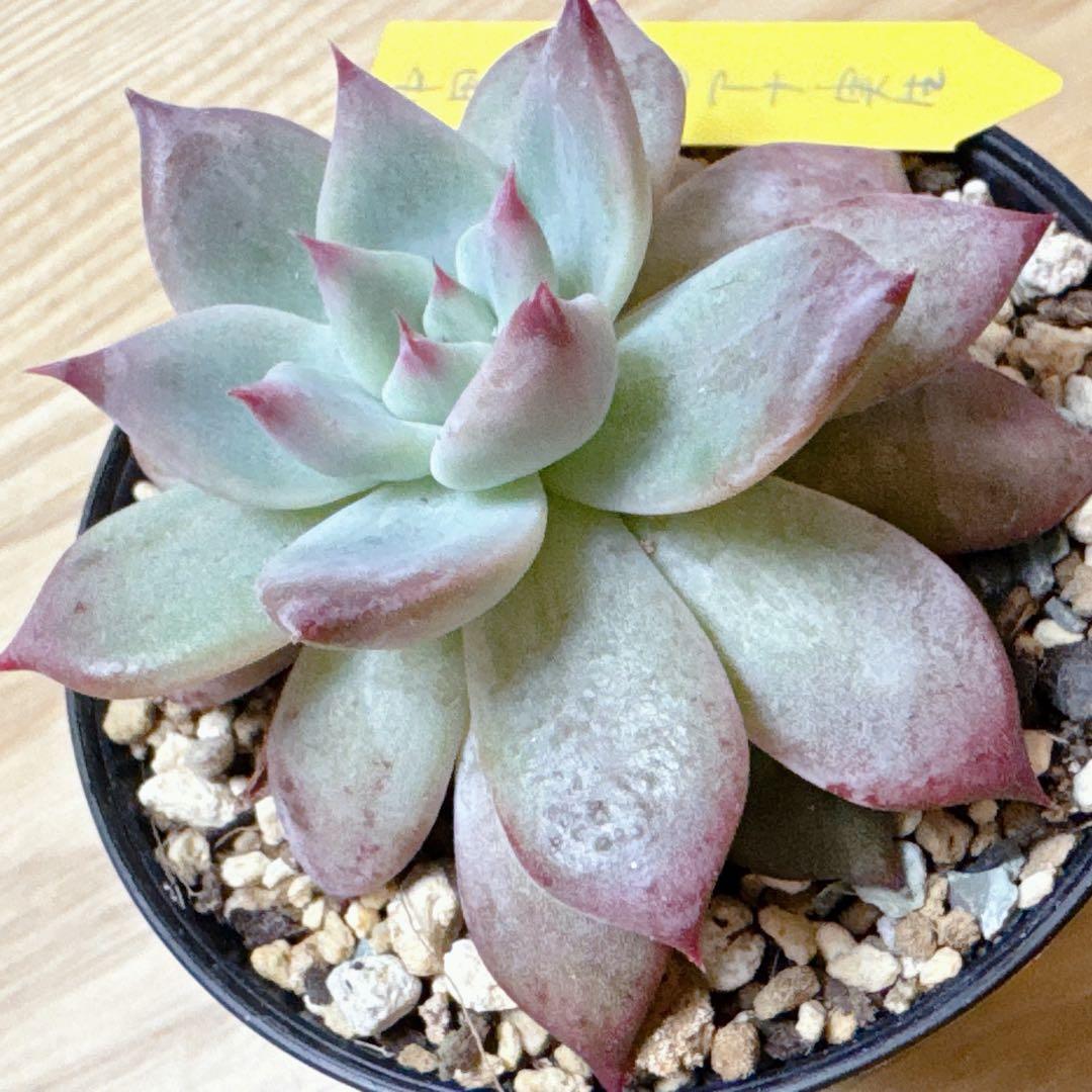 札付き✨中里リンゼアナ・土を減らしてそのまま発送