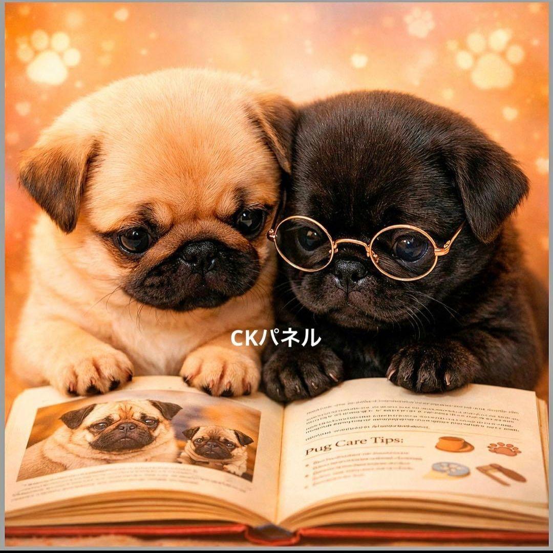 激レア本を読むポメラニアン、チワワ、ダックス、トイプー、柴犬