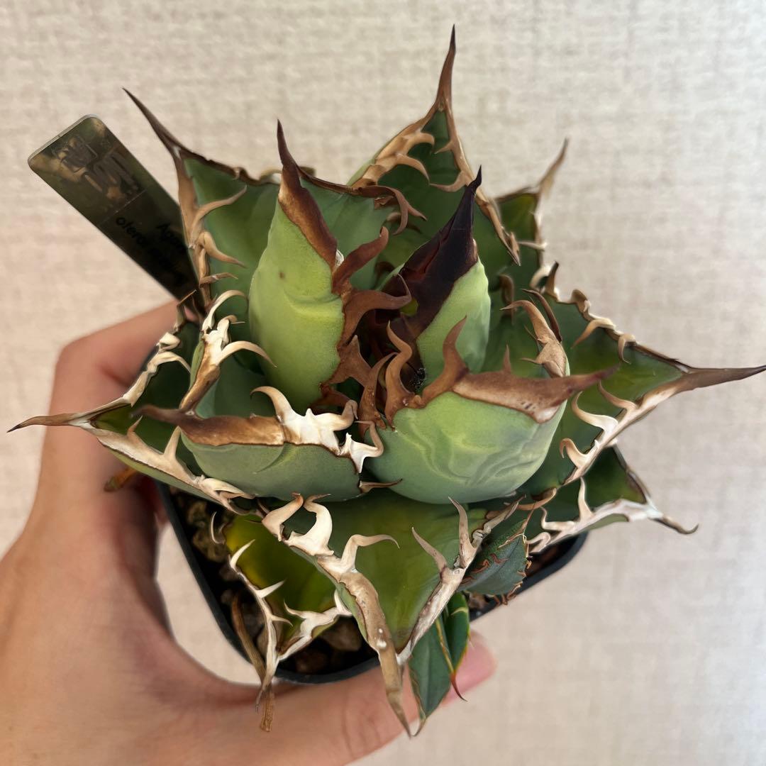 アガベ オテロイ実生【子株】 - メルカリ