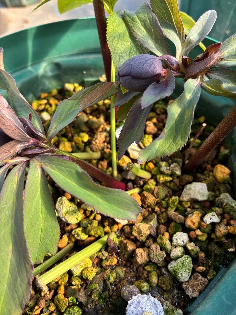 クリスマスローズ 木口交配 実生 スモーキーブルー 親株 7寸 - メルカリ