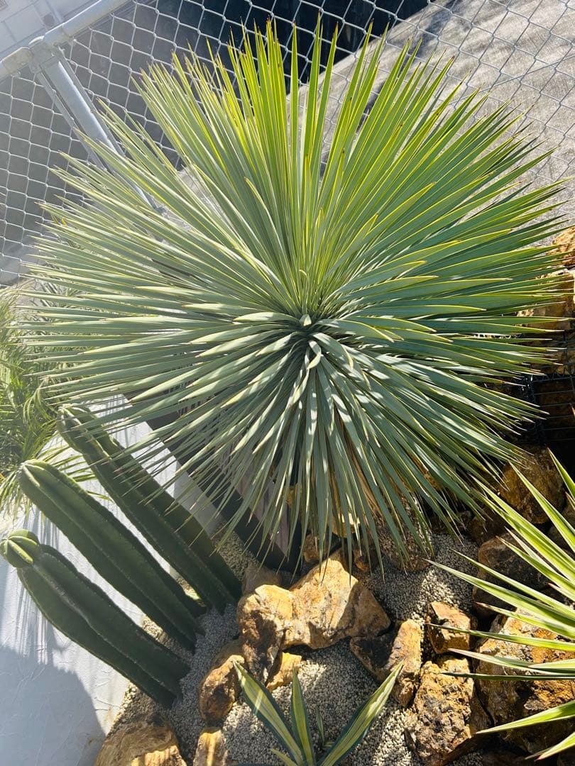 極上 美株 ユッカロストラータ　引き取り限定