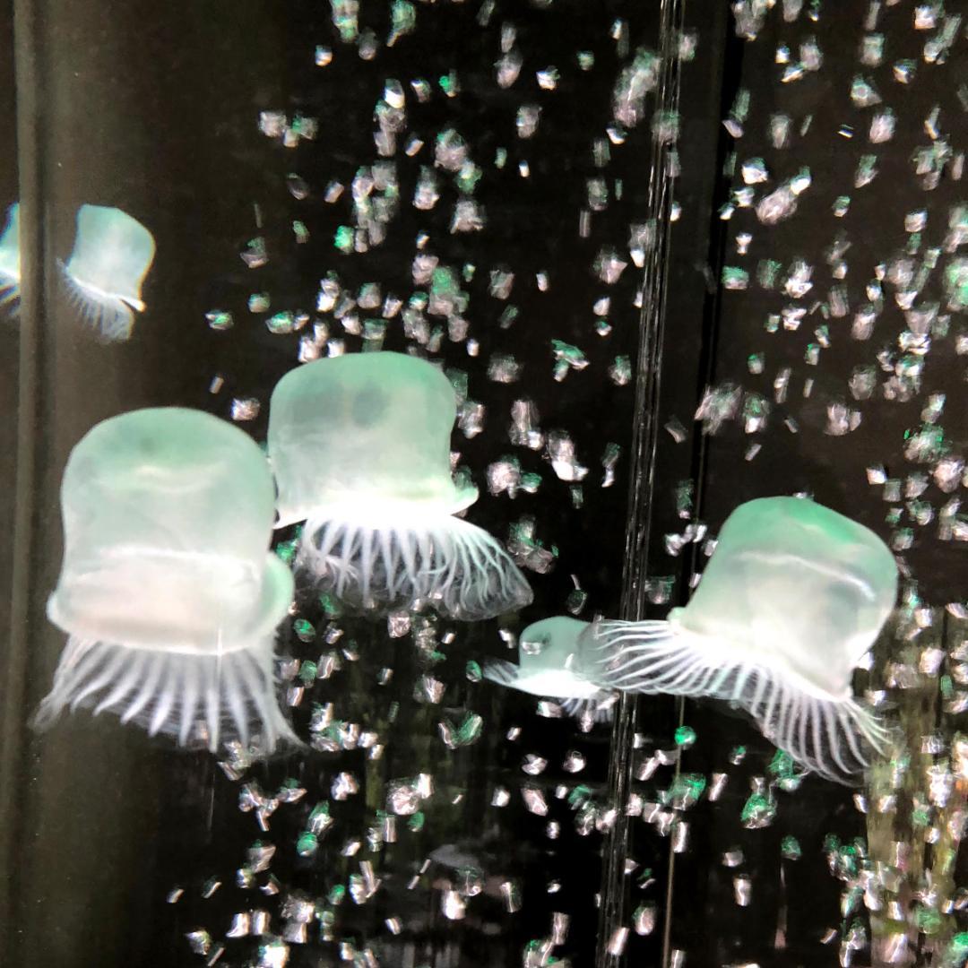 想芸館》 人工クラゲが泳ぐ浮遊体アート 水槽一式セット（Φ60円筒型