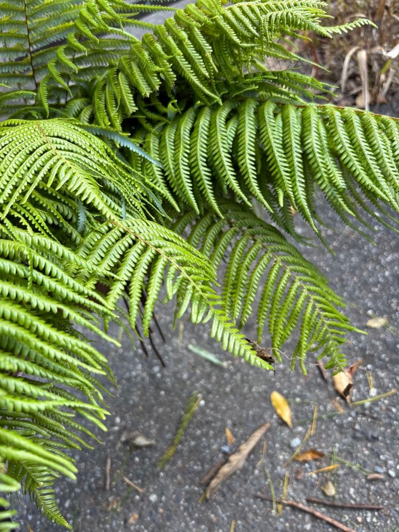 ウラジロシダ　裏白シダ　裏白　正月　しめ縄