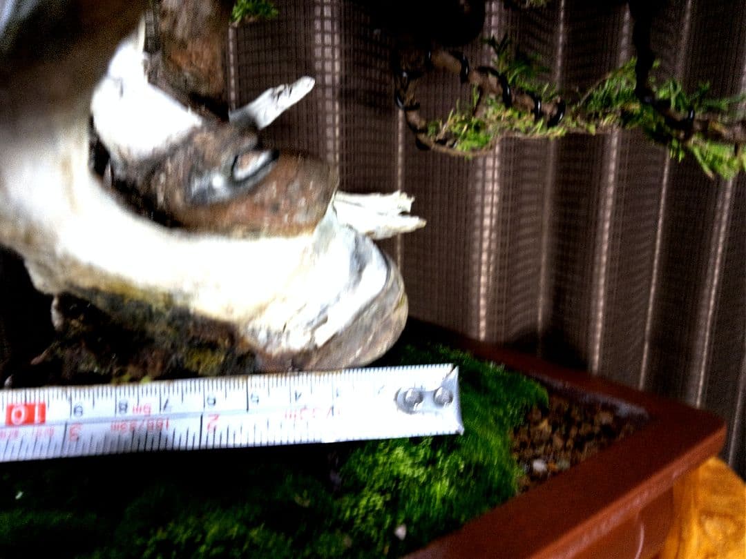 【貴風　真柏盆栽】　　　　　⭕太幹、舎利、神…価値有❗