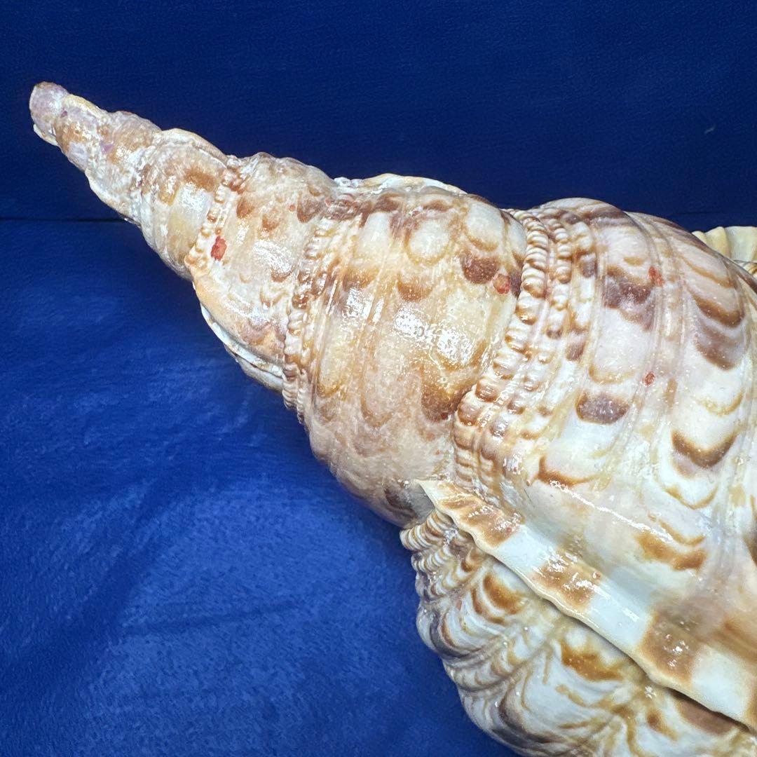 徳大法螺貝　ホラ貝　ほらがい　三伏　　　　　　魔除け　　熊よけ