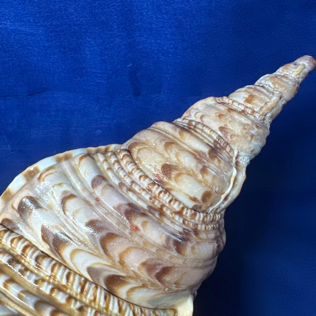 徳大法螺貝　ホラ貝　ほらがい　三伏　　　　　　魔除け　　熊よけ