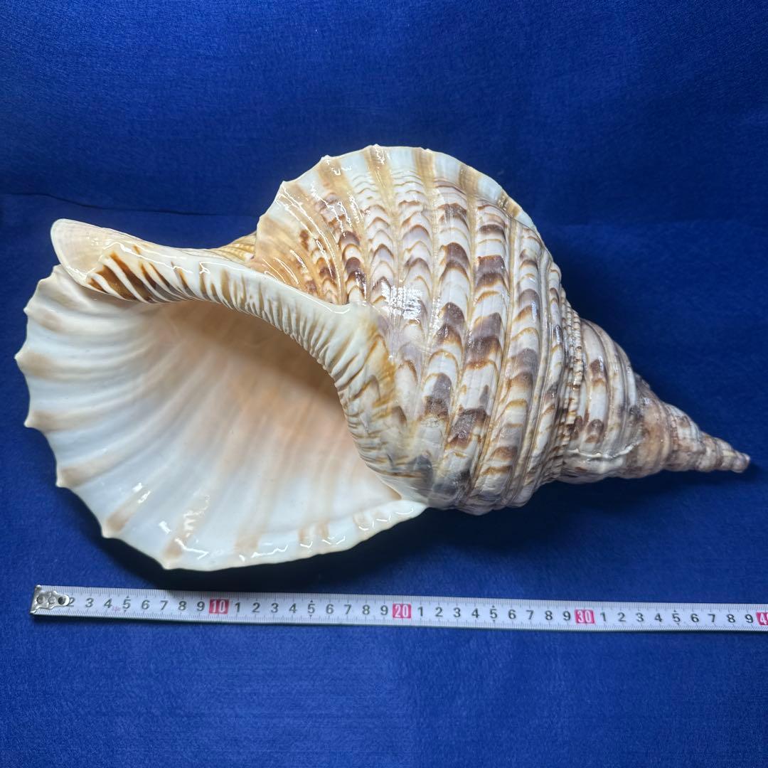 徳大法螺貝　ホラ貝　ほらがい　三伏　　　　　　魔除け　　熊よけ