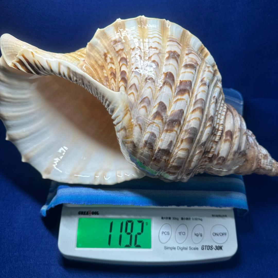 徳大法螺貝　ホラ貝　ほらがい　三伏　　　　　　魔除け　　熊よけ