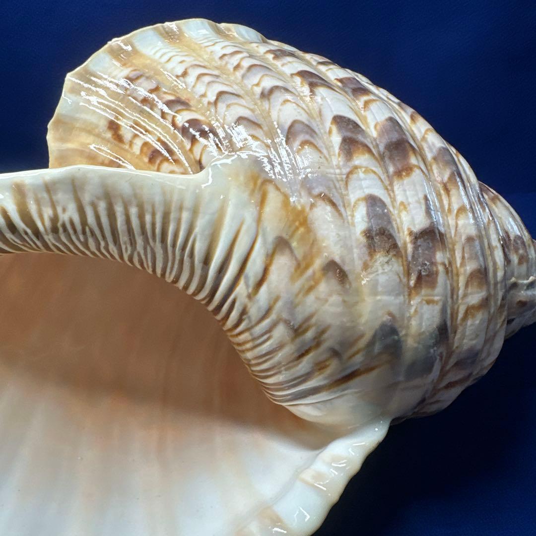 徳大法螺貝　ホラ貝　ほらがい　三伏　　　　　　魔除け　　熊よけ