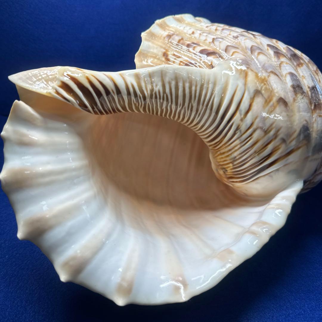 徳大法螺貝　ホラ貝　ほらがい　三伏　　　　　　魔除け　　熊よけ